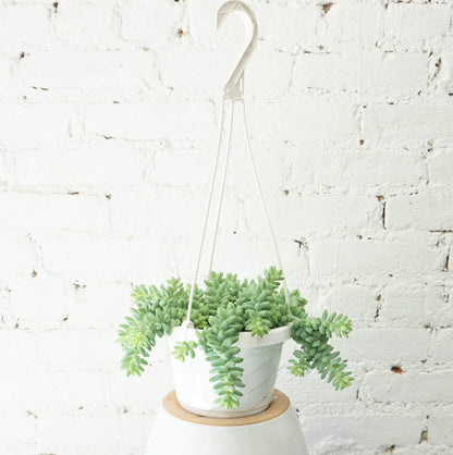 Hanging Burro&