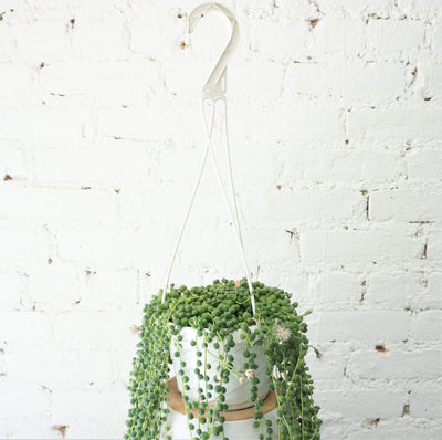 Hanging String Of Pearls Succulent Vine - Pafe Plants