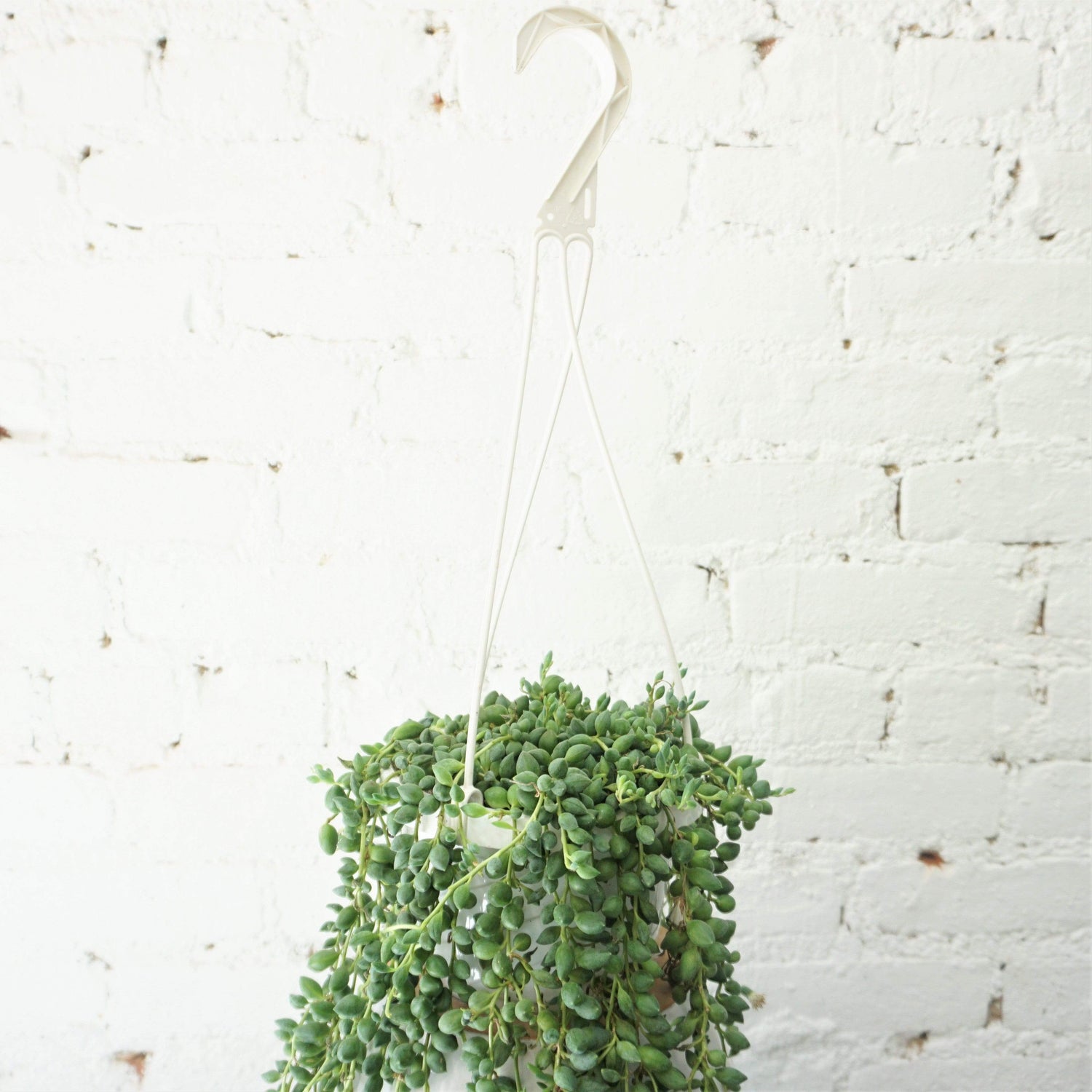 hanging vine succulent Hanging String Of Tears Succulent Vine