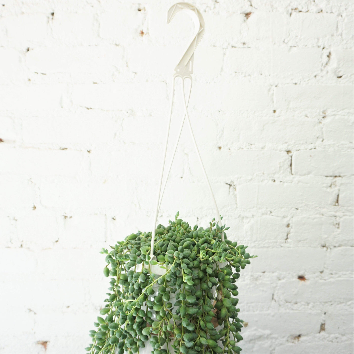 Hanging String of Pearls – Dahing Plants