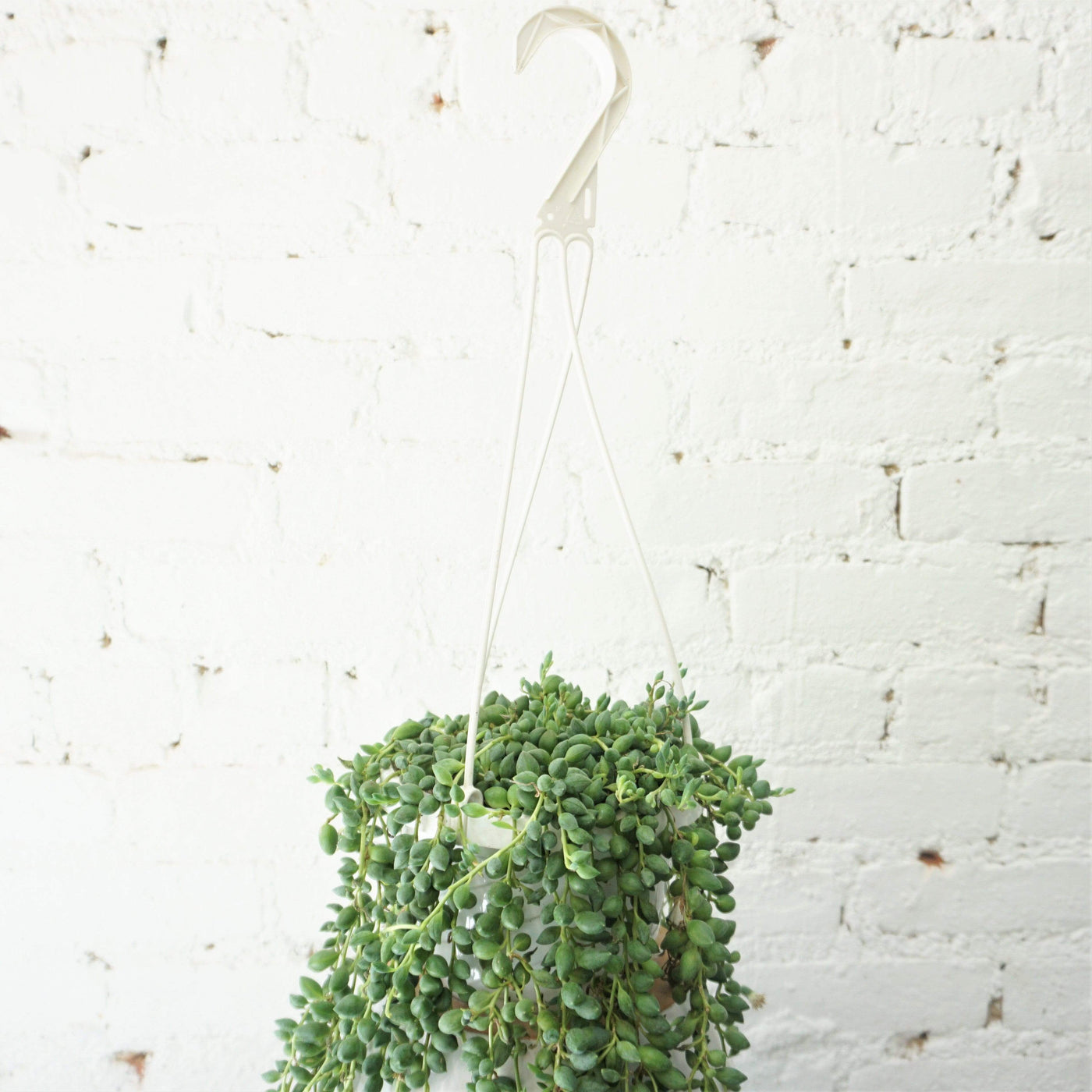 Hanging String Of Tears Succulent Vine - Pafe Plants