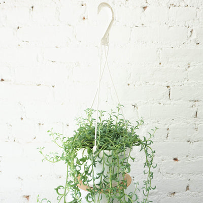 Hanging String Of Dolphins Succulent Vine - Pafe Plants