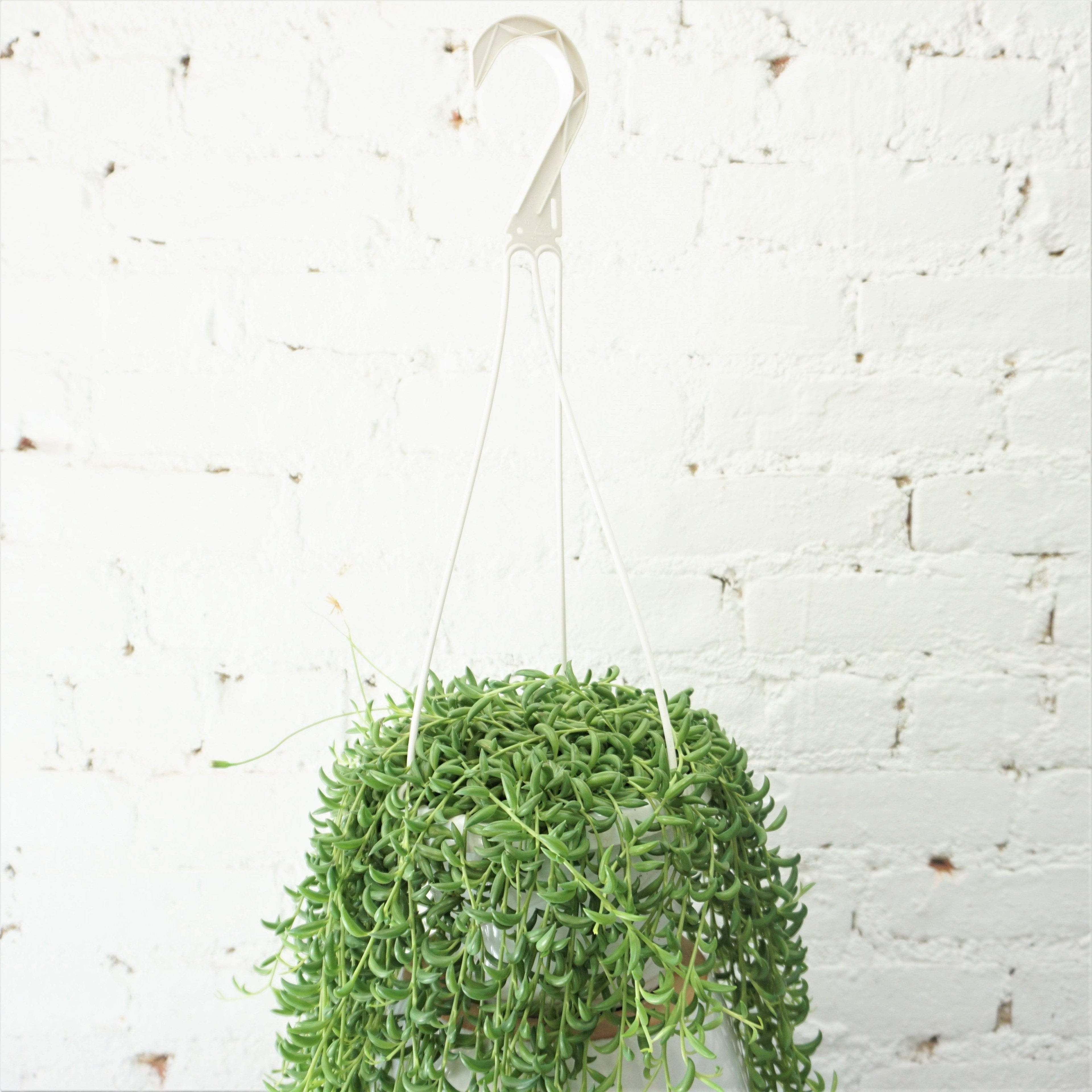 Hanging String Of Bananas Succulent Vine - Pafe Plants