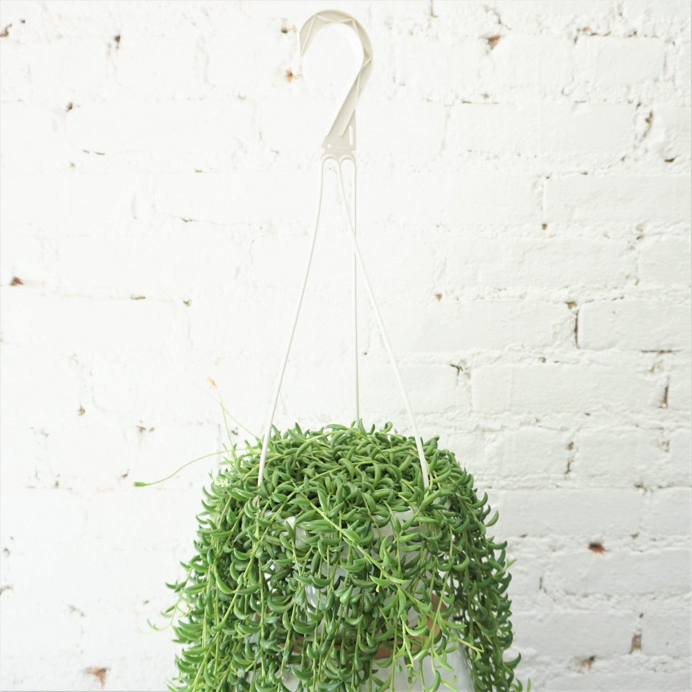Hanging String Of Bananas Succulent Vine - Pafe Plants