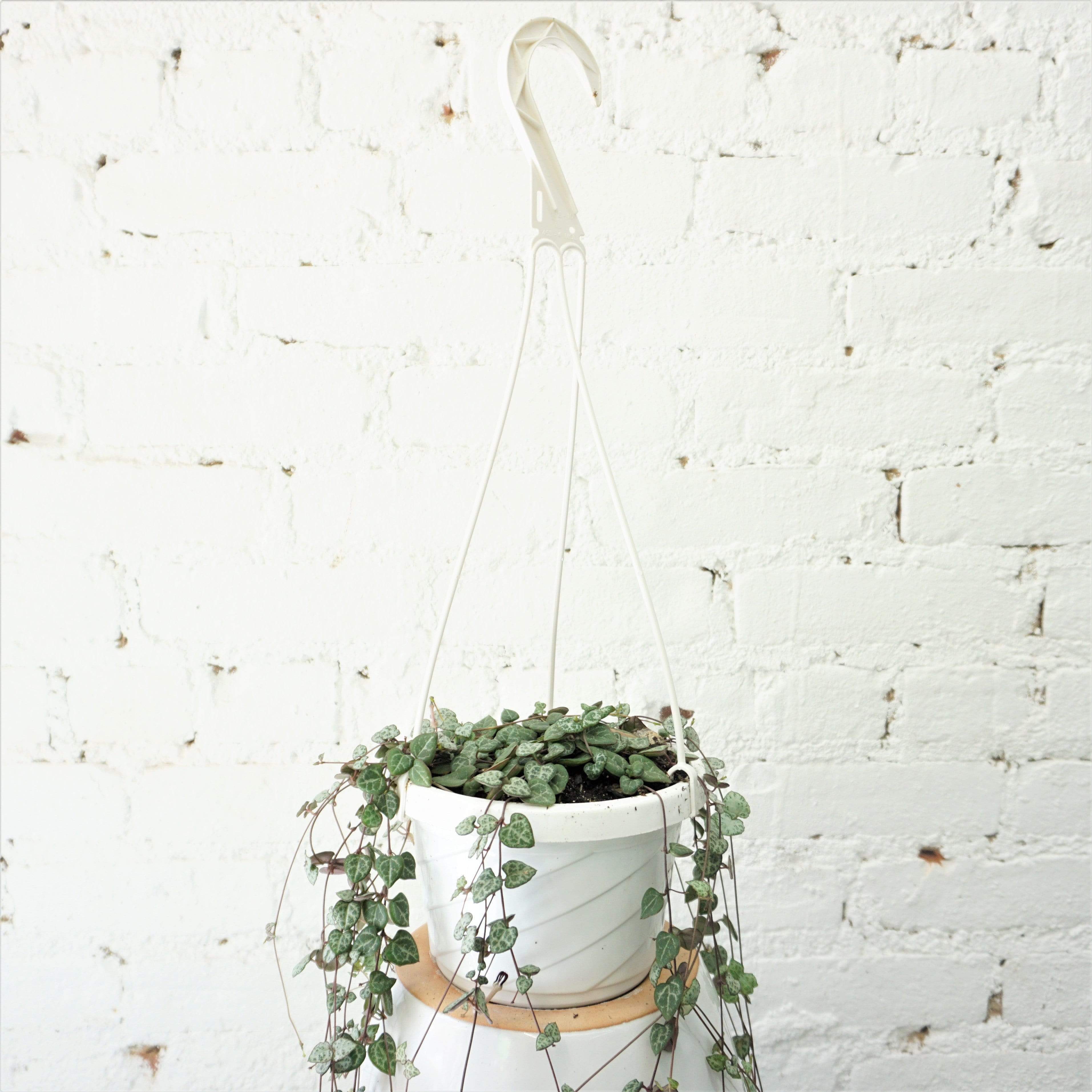 hanging string of hearts plant Hanging String Of Hearts Succulent Vine – Dahing Plants