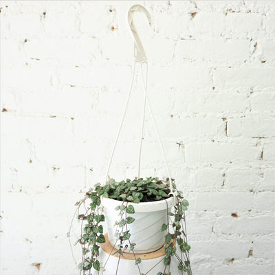 Hanging String Of Hearts Succulent Vine - Pafe Plants