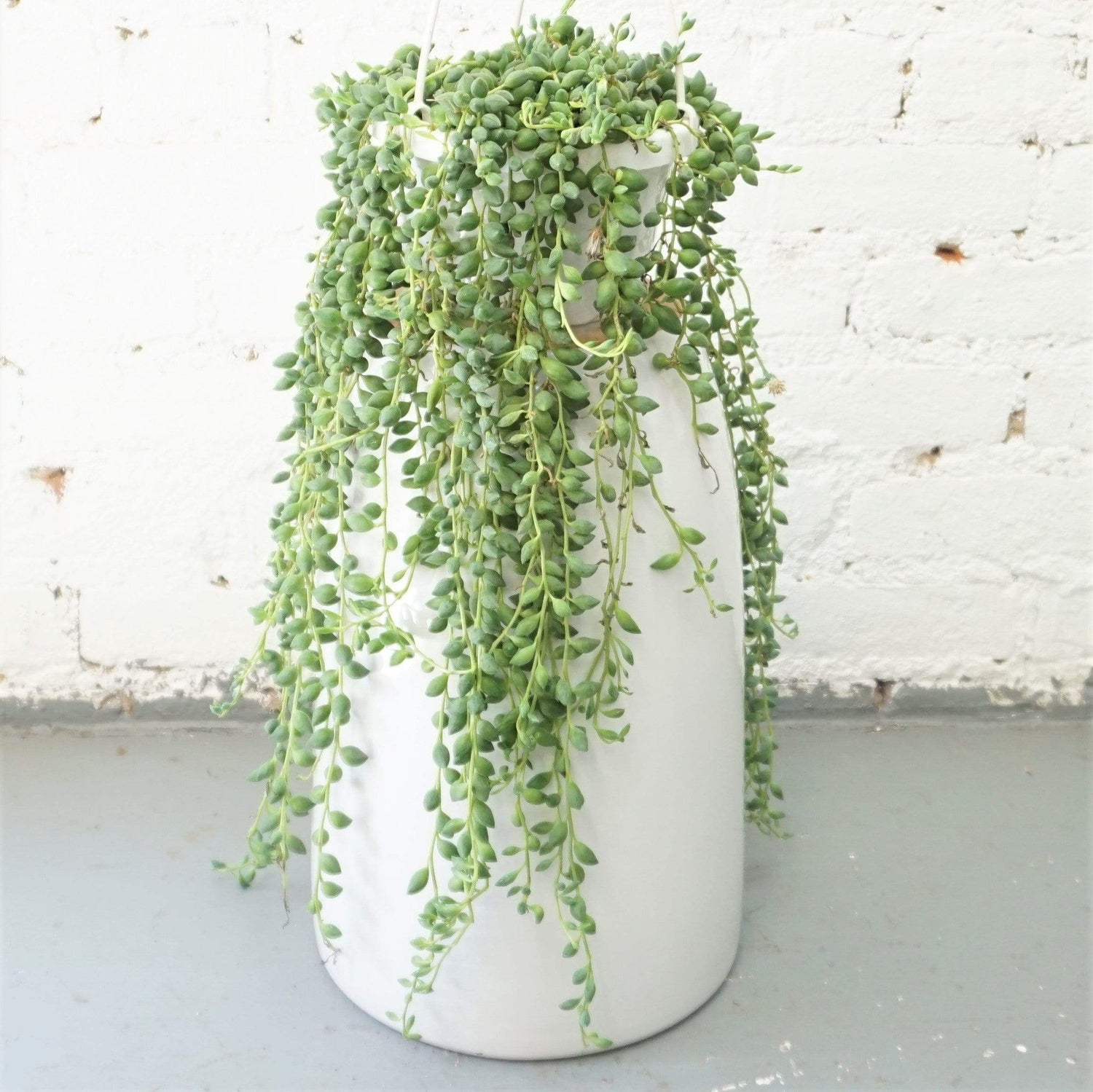 Hanging String Of Tears Succulent Vine