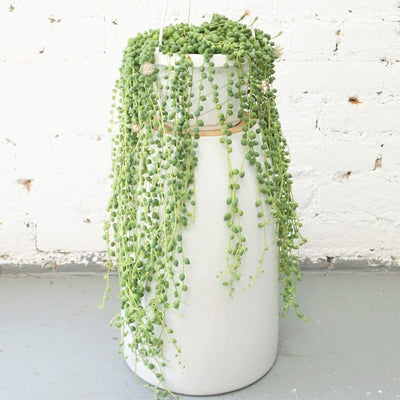 Hanging String Of Pearls Succulent Vine - Pafe Plants
