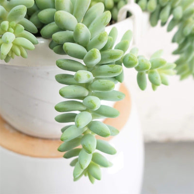 Hanging Burro's Tail Succulent Vine - Pafe Plants