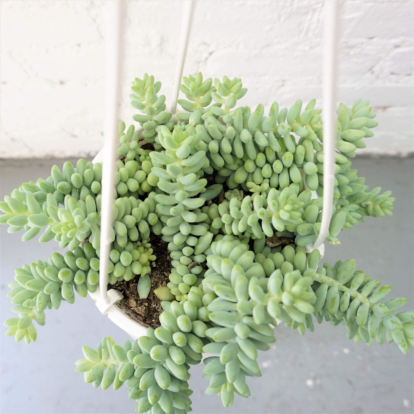 Hanging Burro's Tail Succulent Vine - Pafe Plants