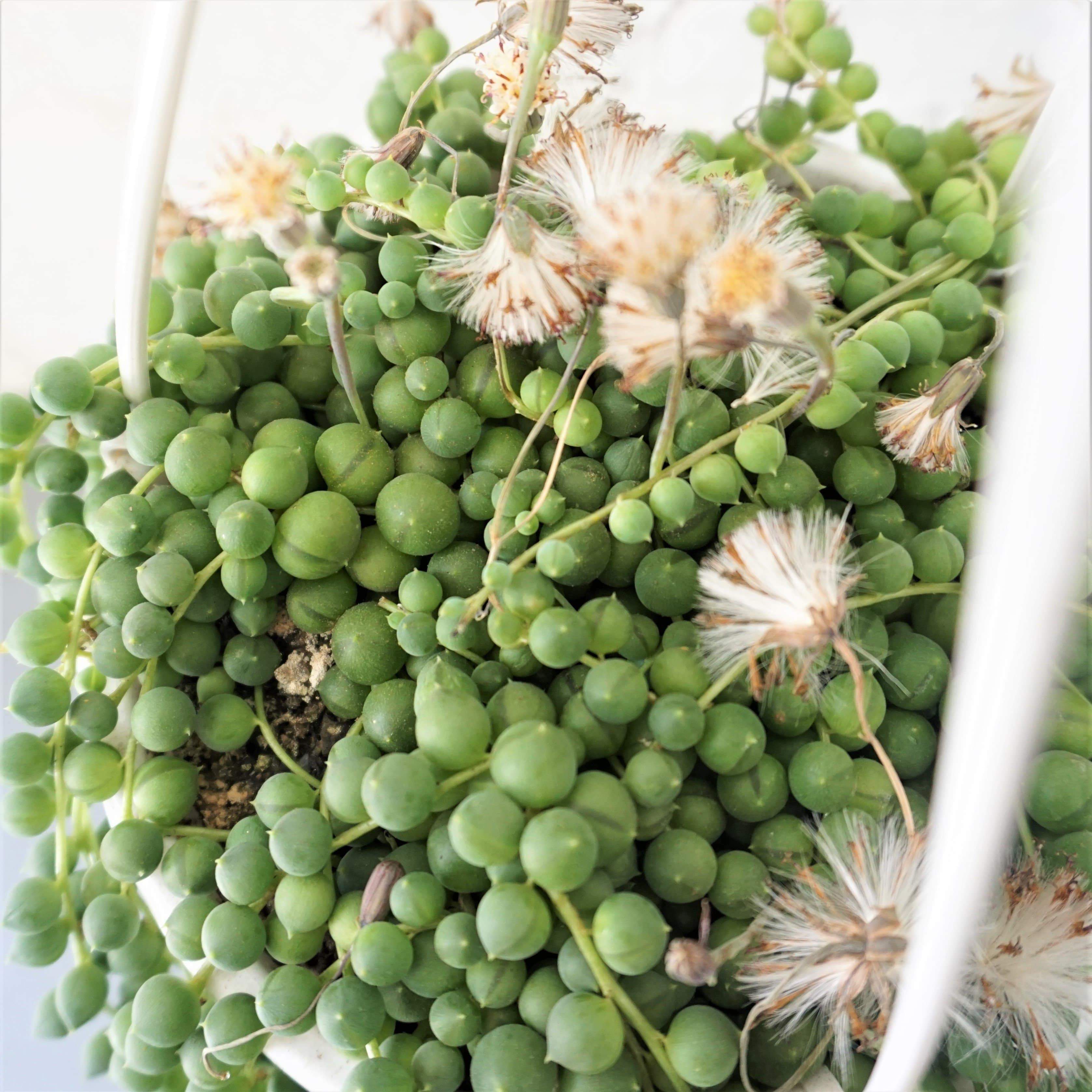 hanging pearl succulent Buy String Of Pearls Succulent Vine Online | Hanging Plant