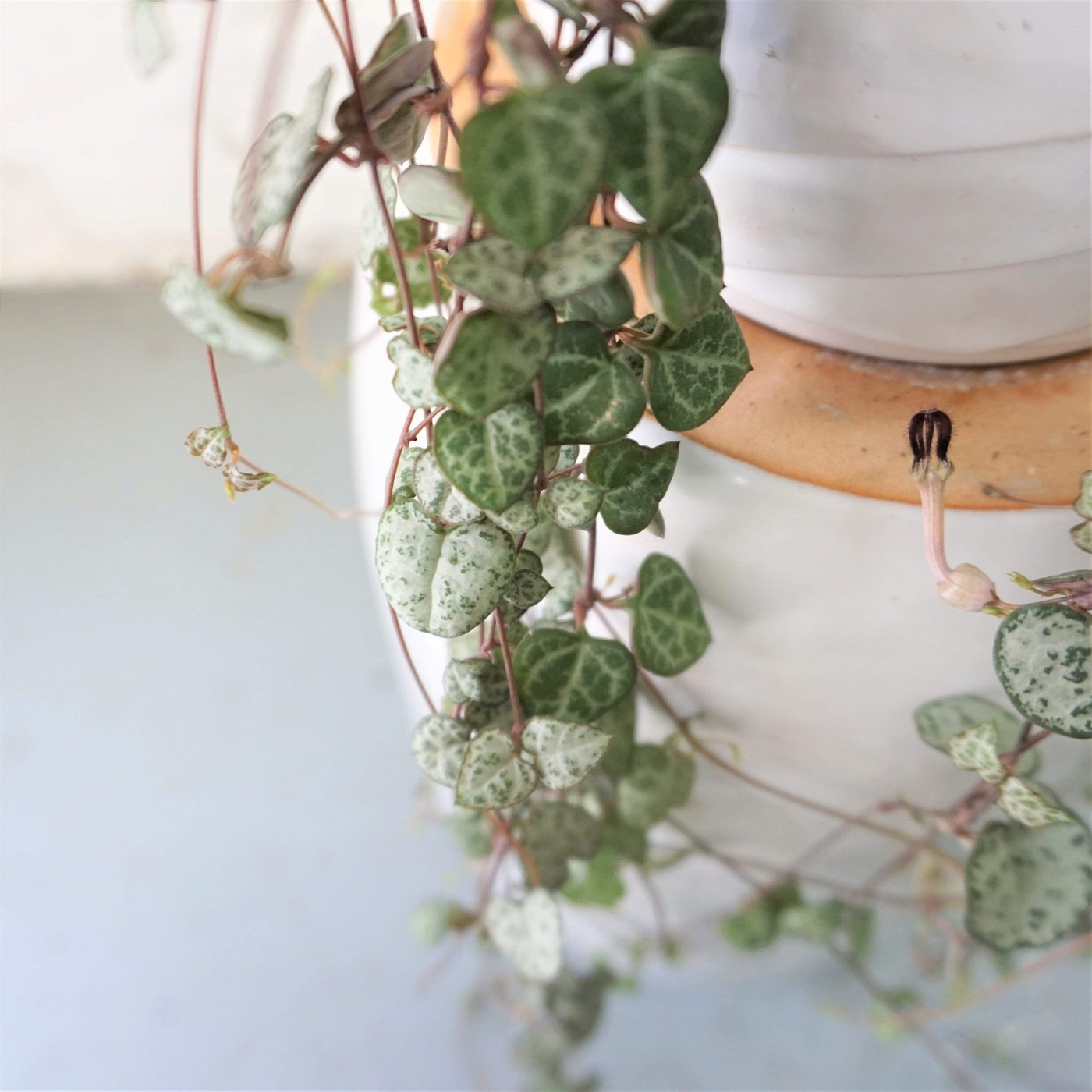 Hanging String Of Hearts Succulent Vine - Pafe Plants