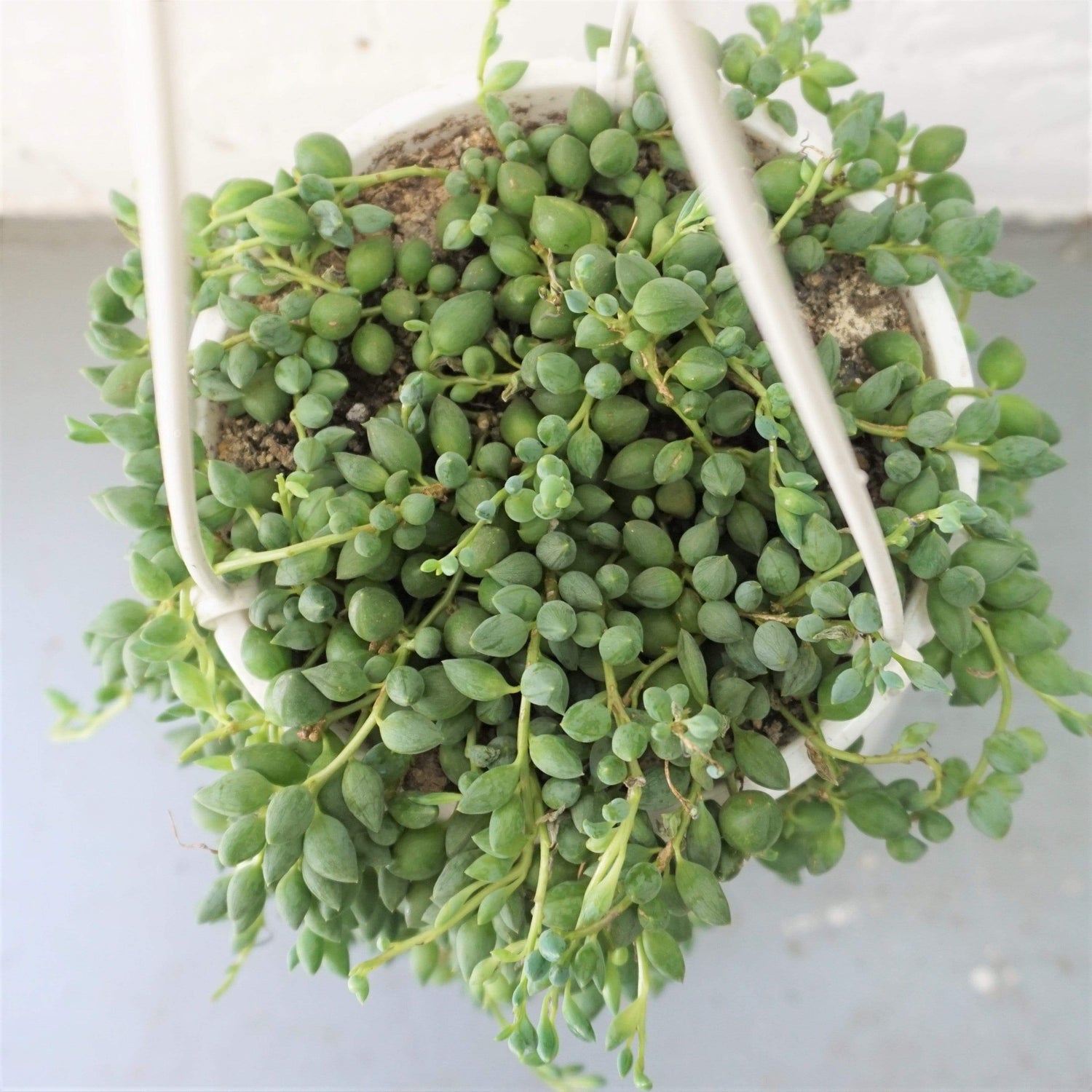 Hanging String Of Tears Succulent Vine