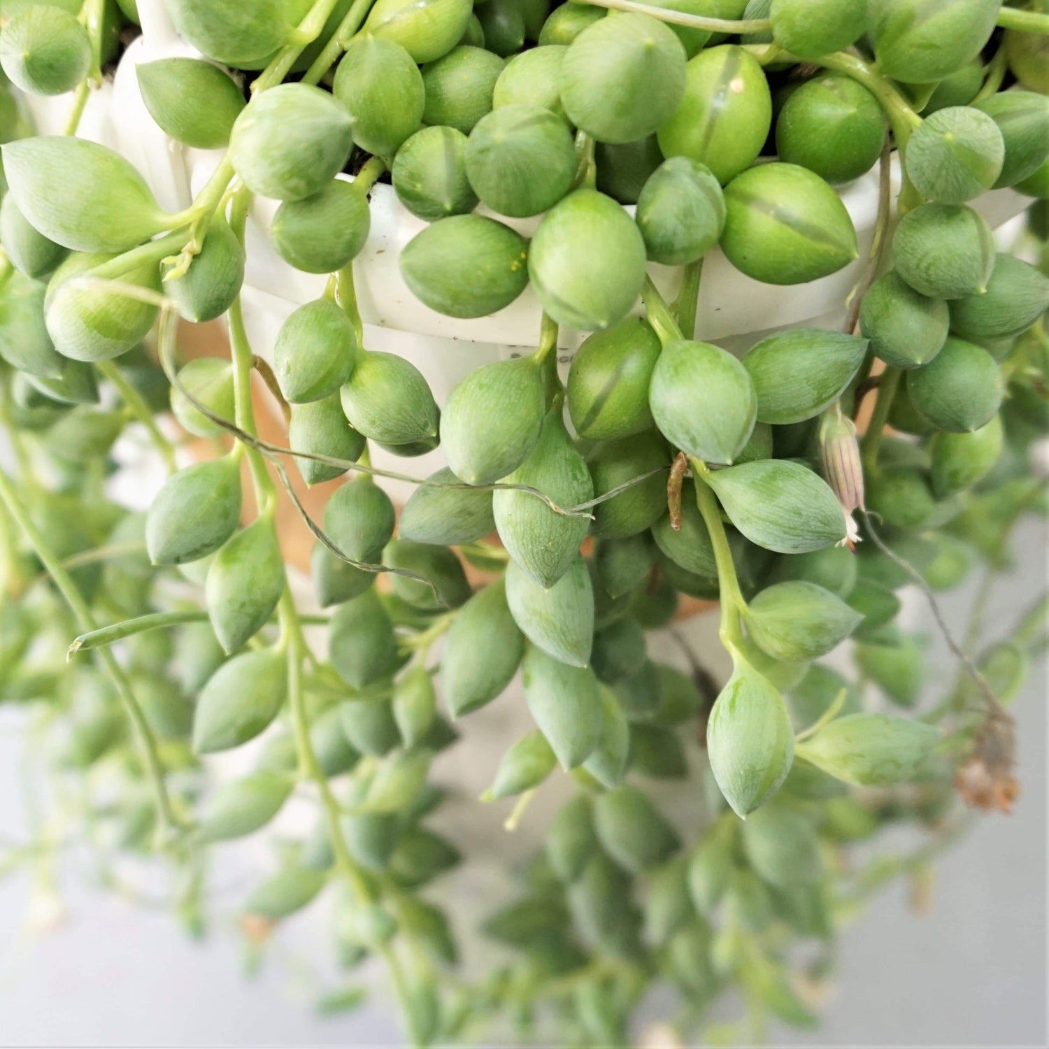 Hanging String Of Tears Succulent Vine