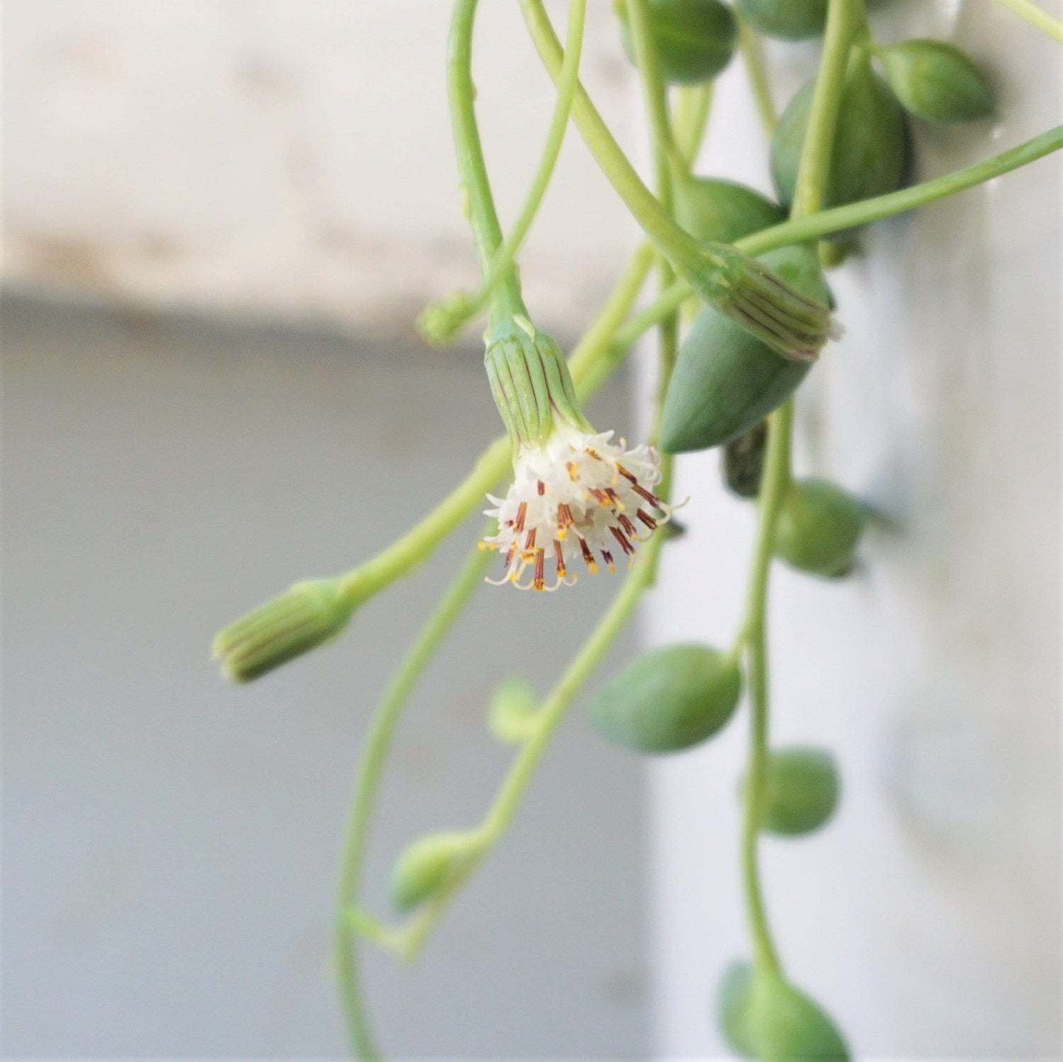 Hanging String Of Tears Succulent Vine