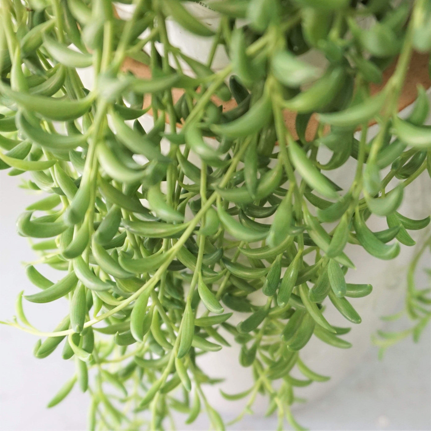 Hanging String Of Bananas Succulent Vine - Pafe Plants