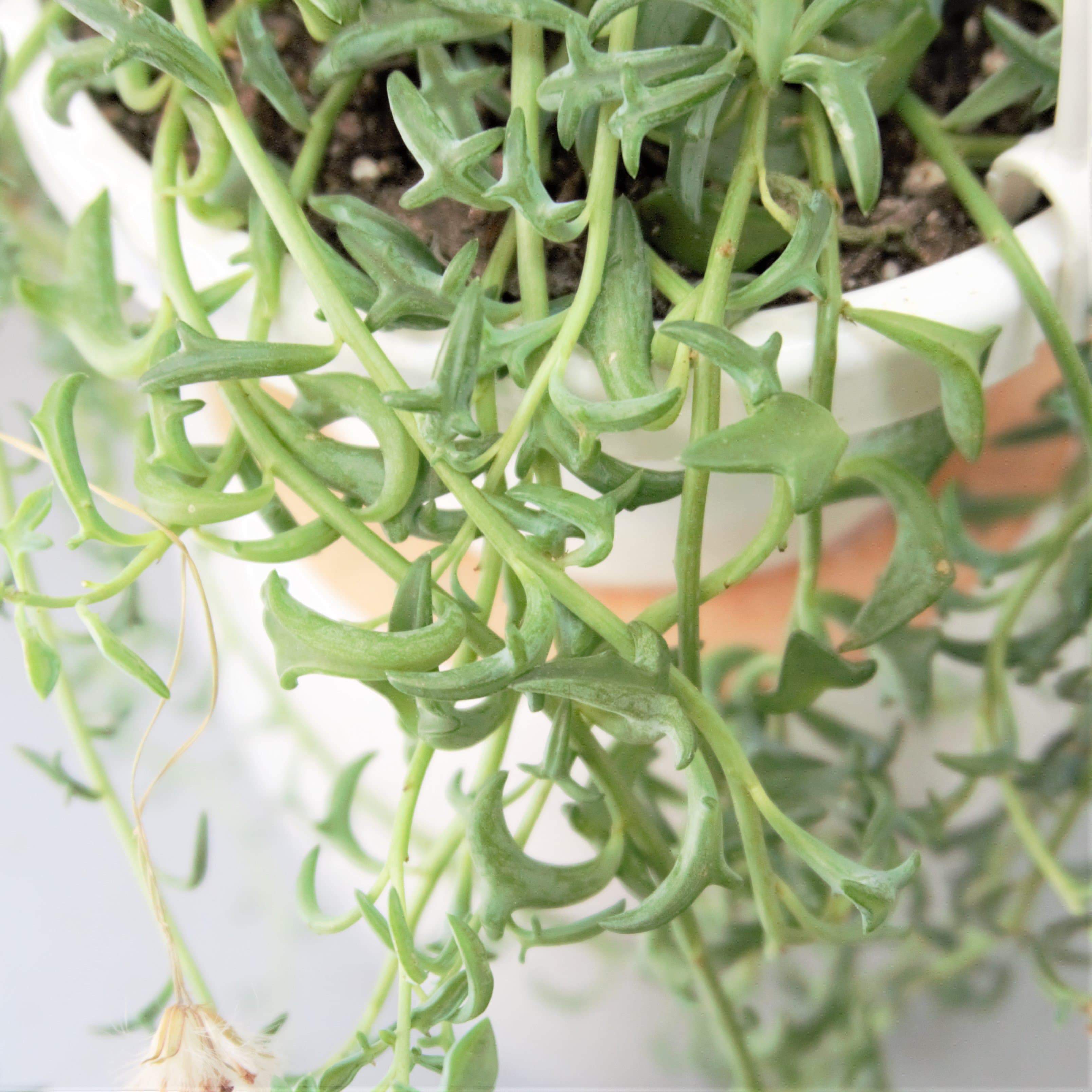Hanging String Of Dolphins Succulent Vine - Pafe Plants