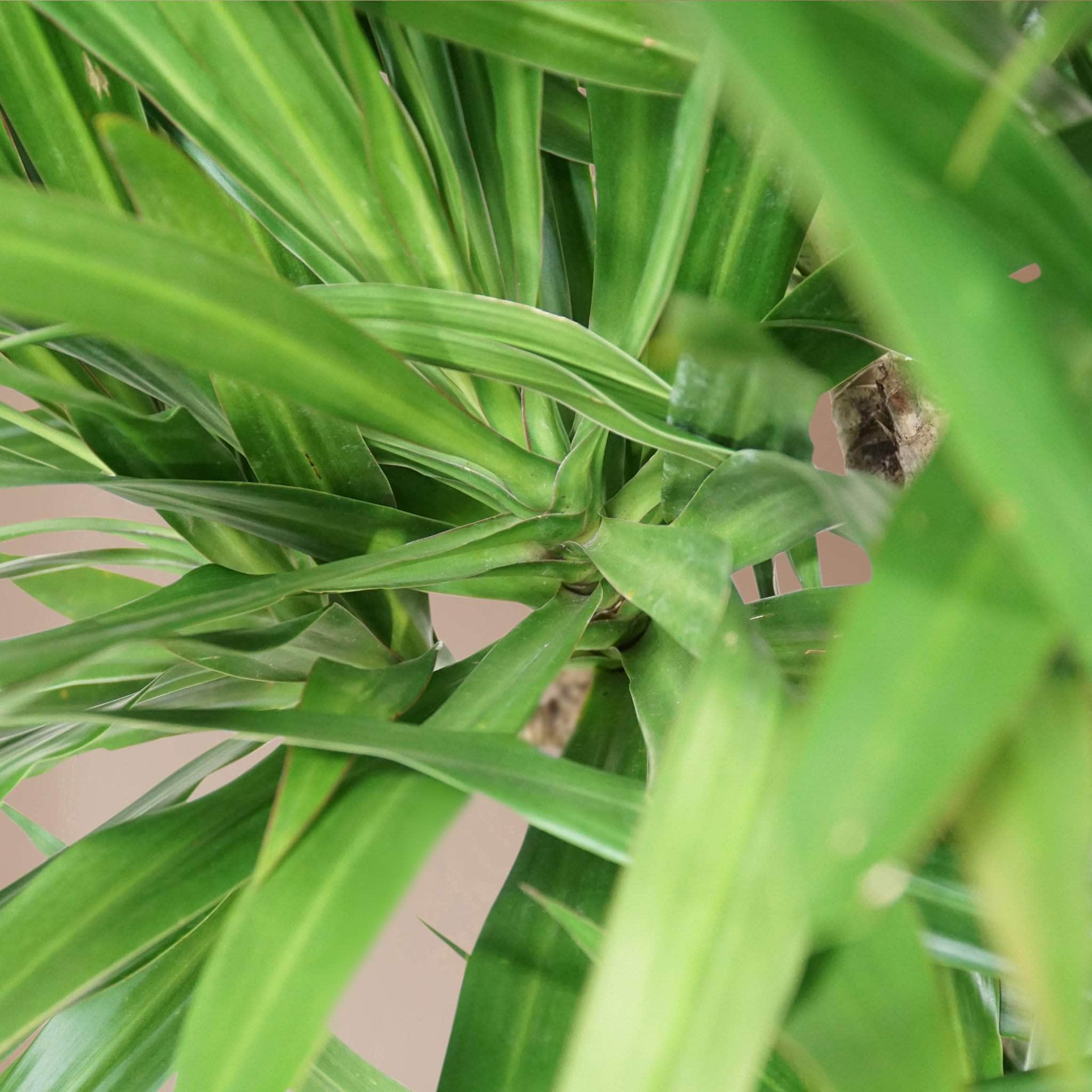 dracaena tarzan tree form 6-8ft Dracaena Tarzan – Dahing Plants