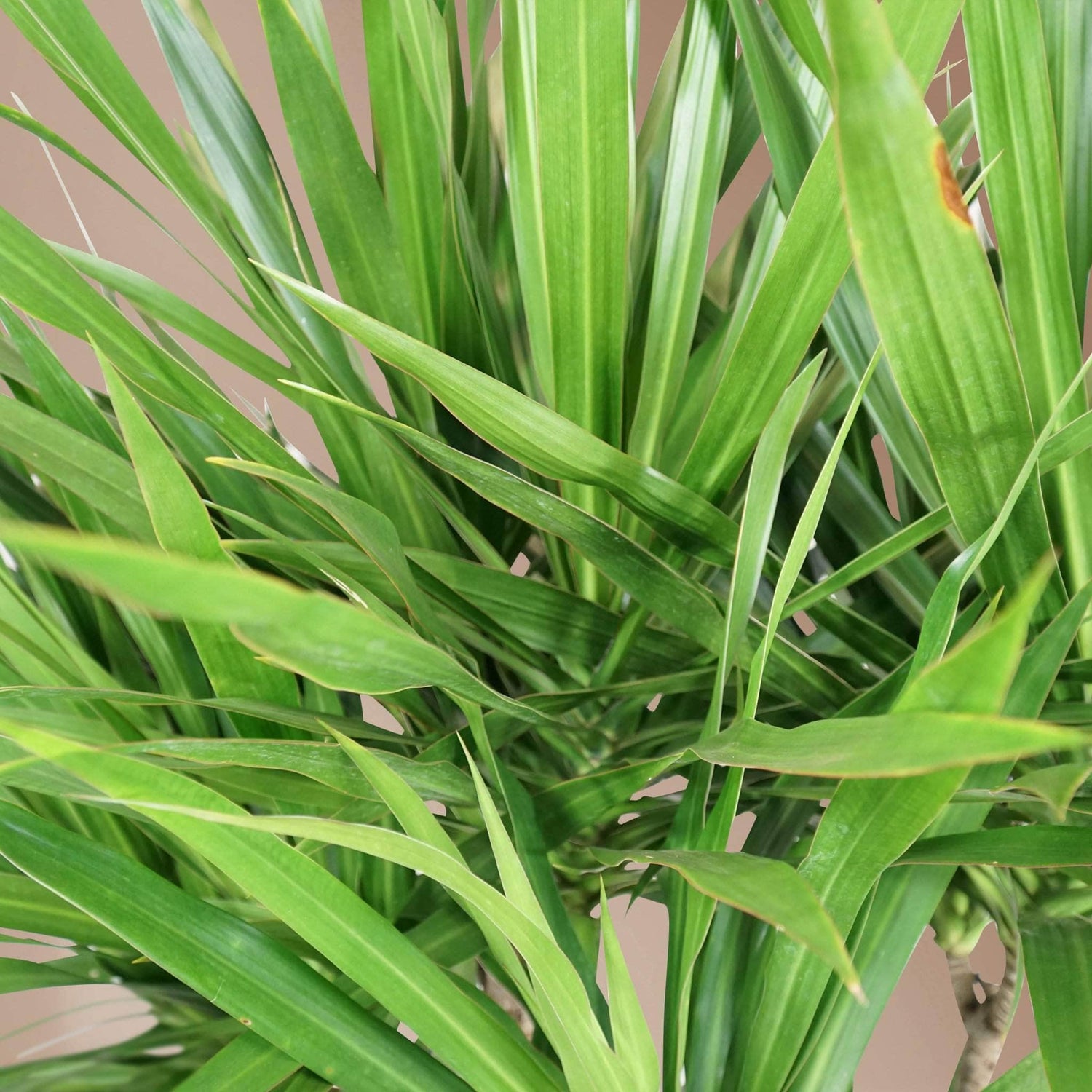 6-8ft Dracaena Tarzan – Dahing Plants