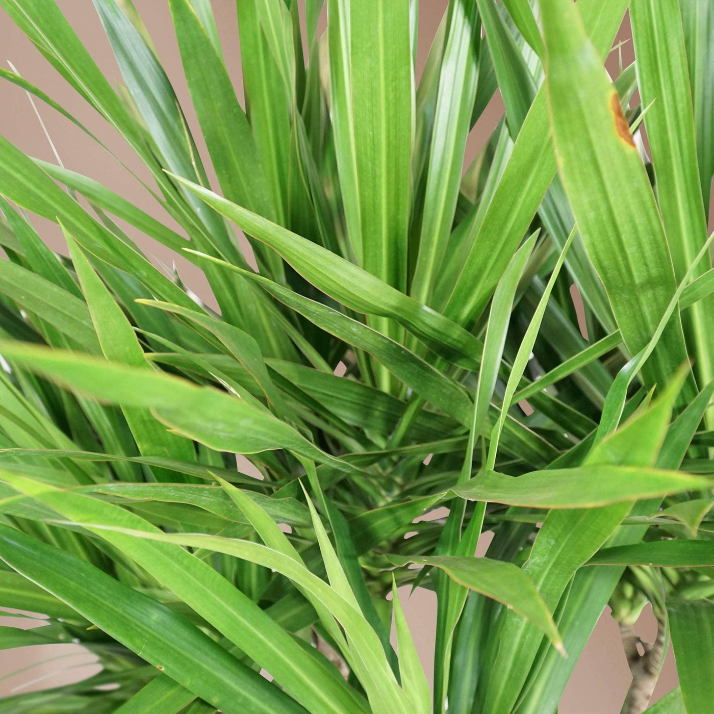 Full Size Dragon Tree - Pafe Plants 3