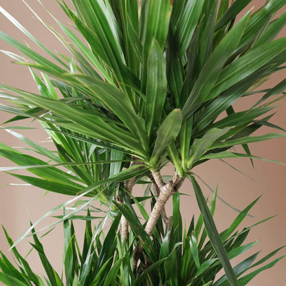dracaena tarzan care 6-8ft Dracaena Tarzan – Dahing Plants