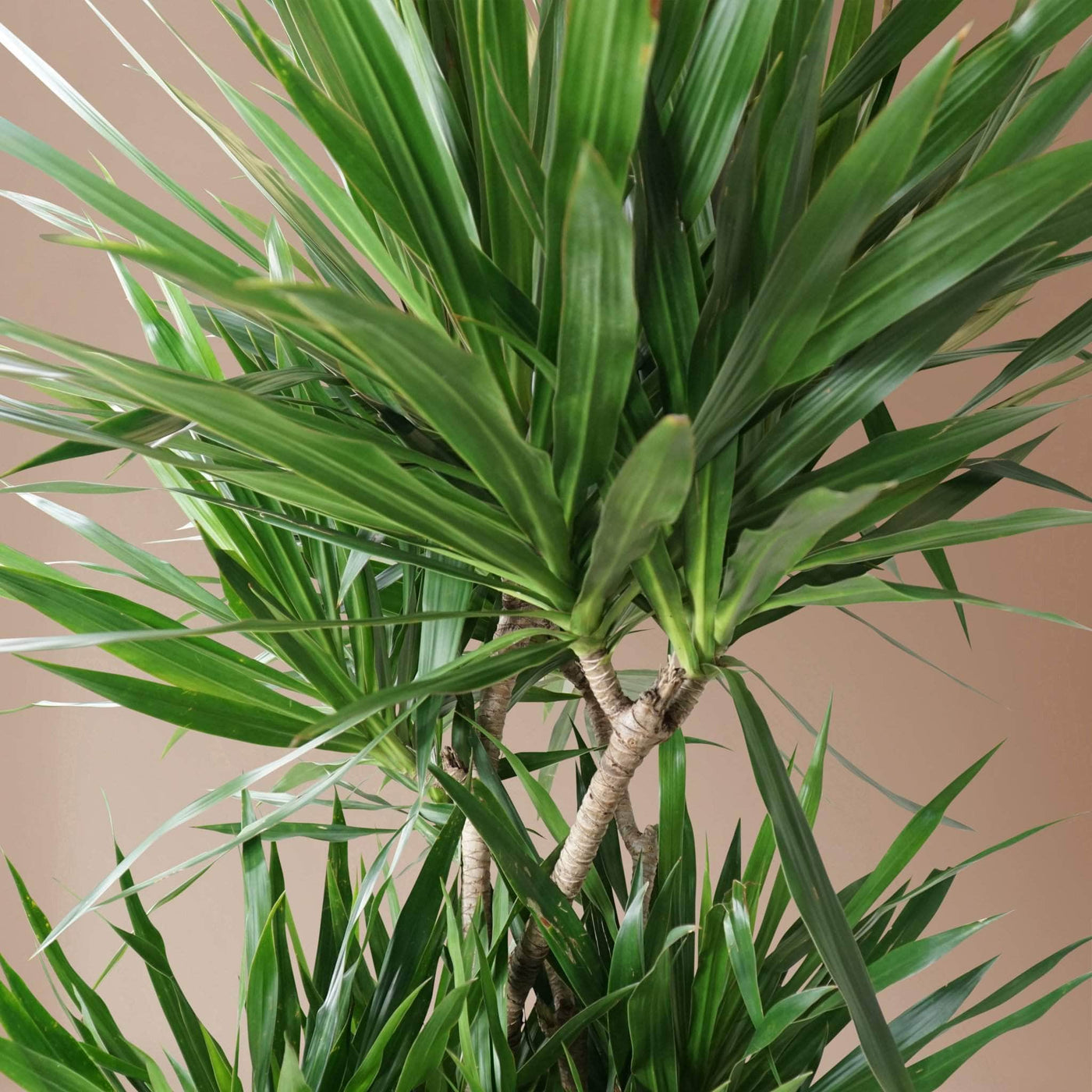 Full Size Dragon Tree - Pafe Plants 1
