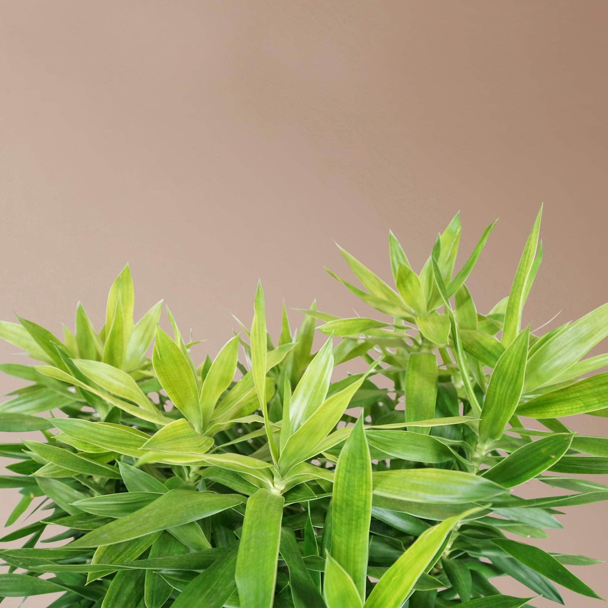 Full Size Dracaena &