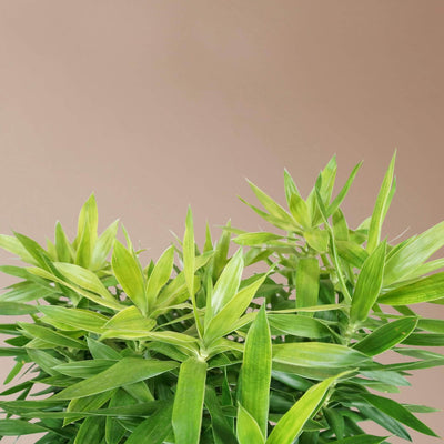 Full Size Dracaena 'Reflexa' Solid - Pafe Plants 3