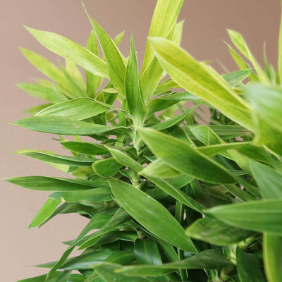 Full Size Dracaena 'Reflexa' Solid - Pafe Plants 1