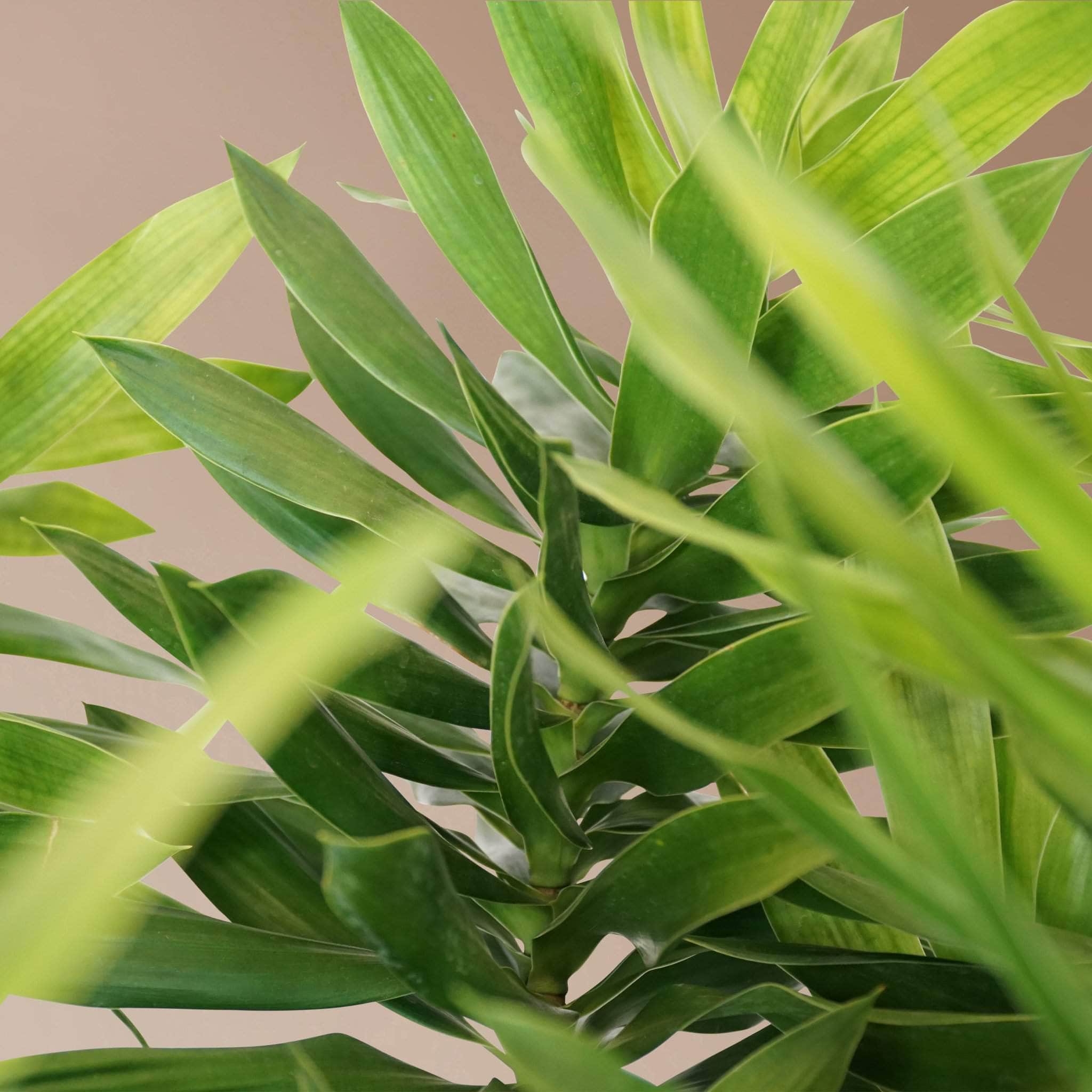 Full Size Dracaena &