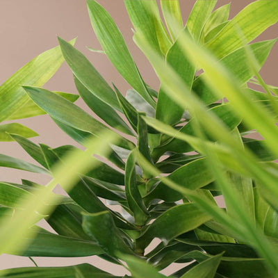 Full Size Dracaena 'Reflexa' Solid - Pafe Plants 2