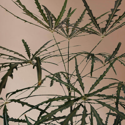 Large False Aralia - Pafe Plants 2
