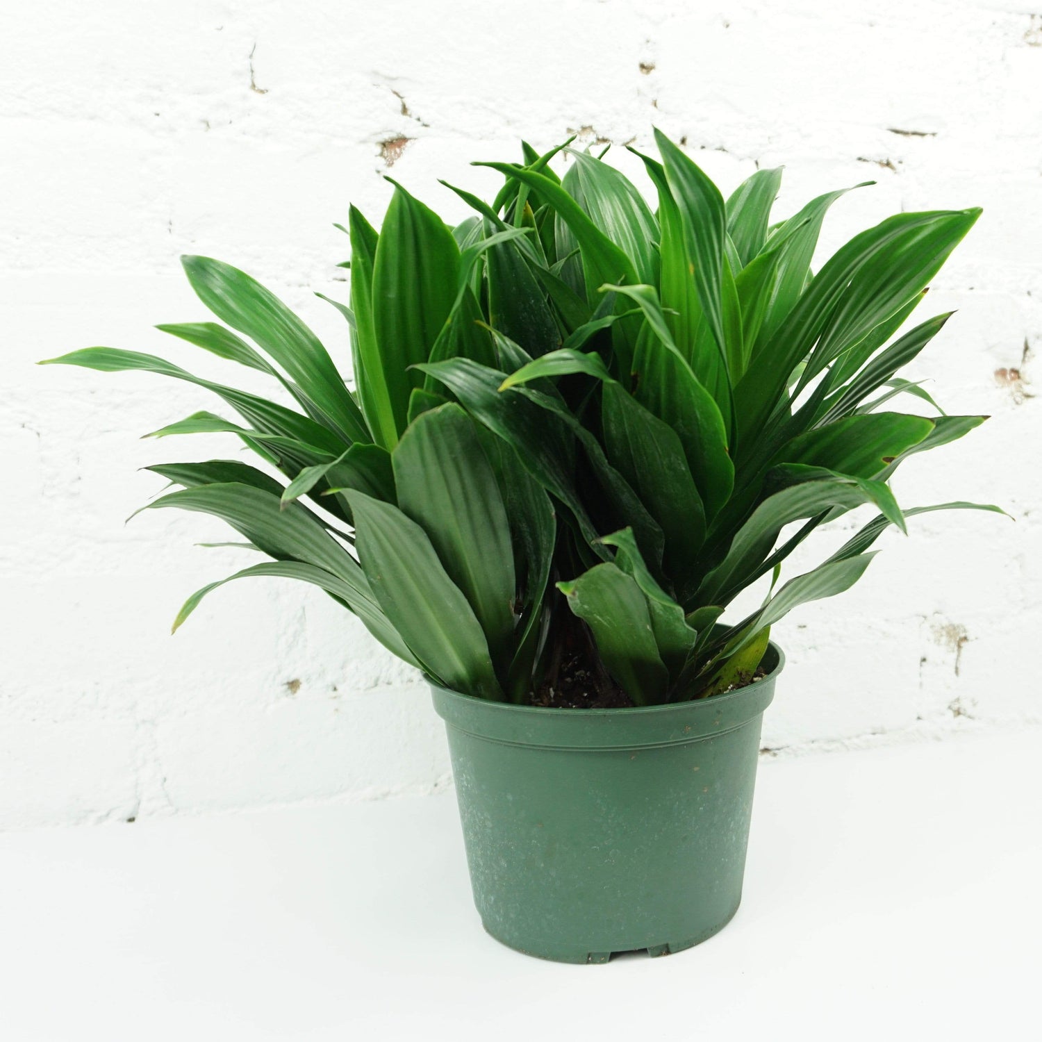 dracaena janet care Buy Dracaena 'Janet Craig' Online | Easy Care Plant