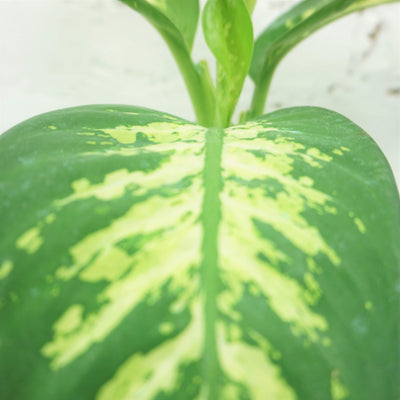 Medium Dieffenbachia 'Tropic Snow' - Pafe Plants 3