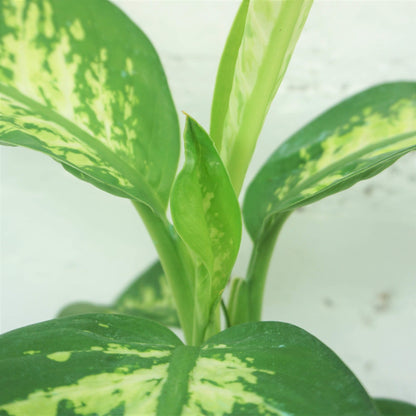 Medium Dieffenbachia &
