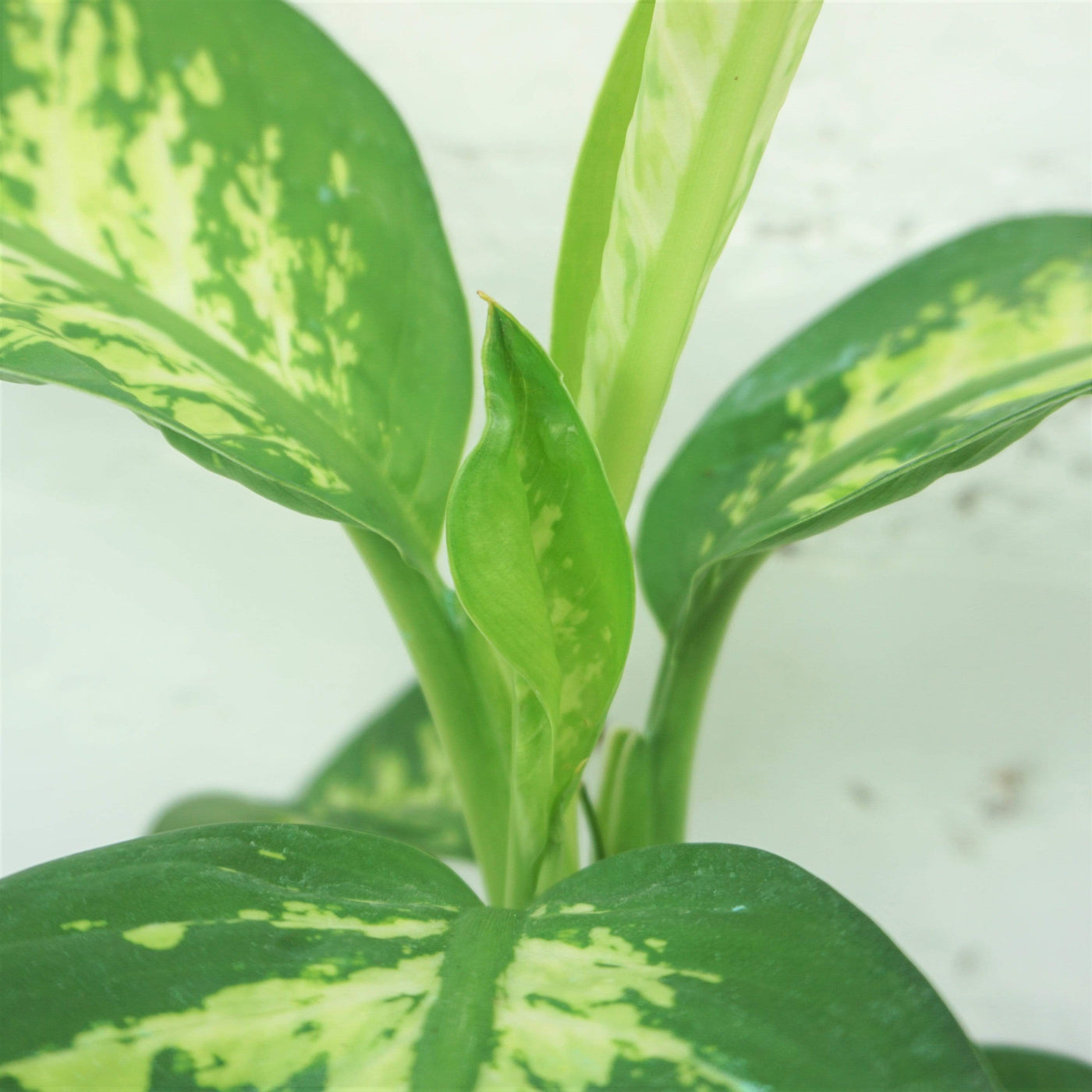 Medium Dieffenbachia 'Tropic Snow' - Pafe Plants 2