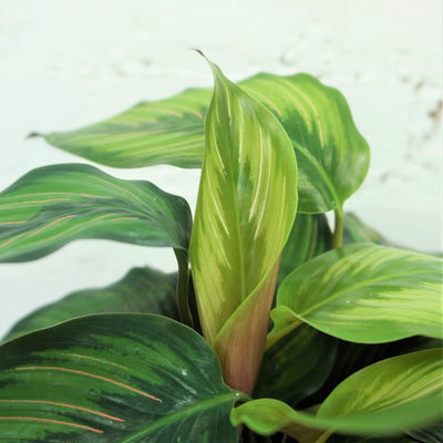 Medium Calathea 'Beauty Star' - Pafe Plants- leaf photo