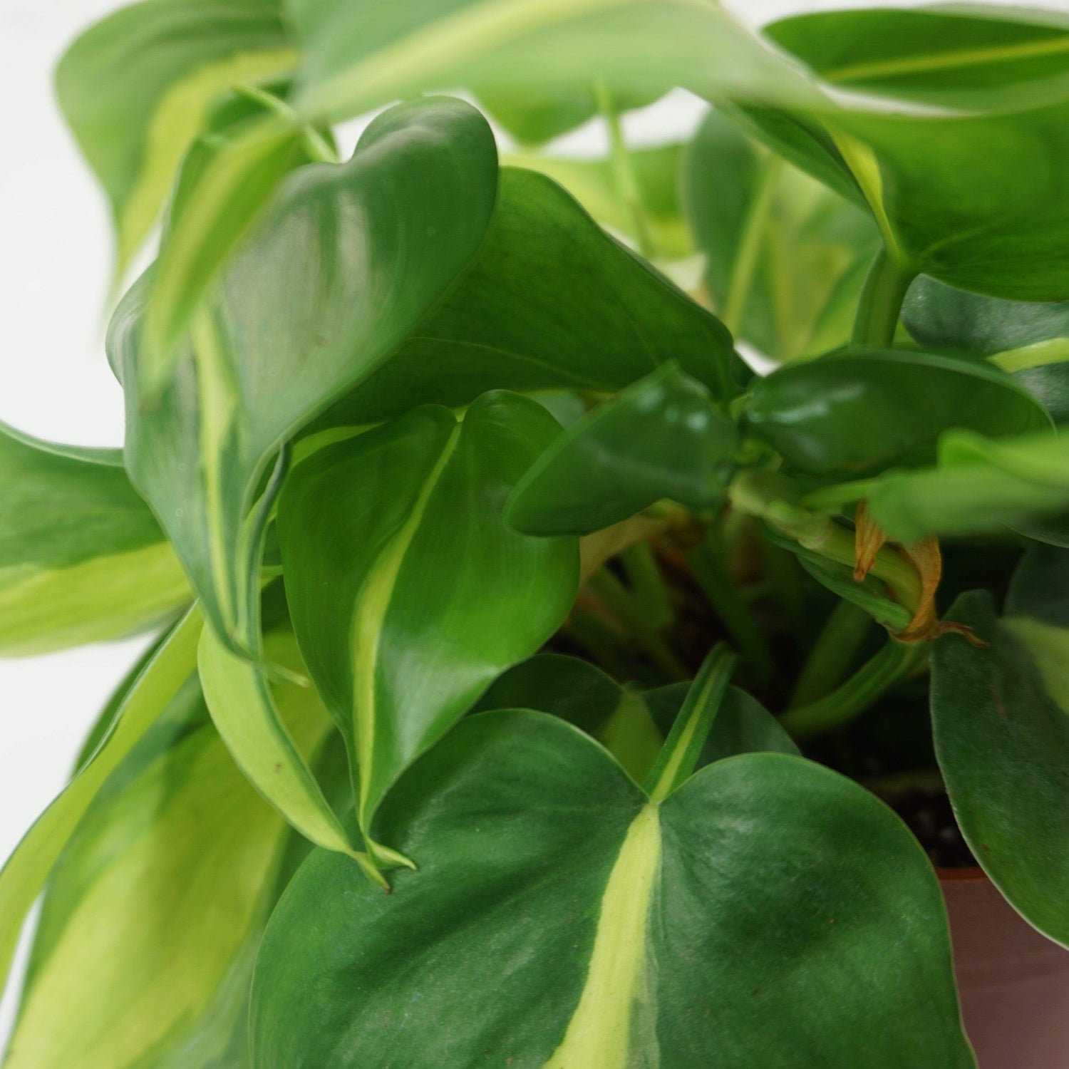philodendron ayung Medium Philodendron 'Brasil'