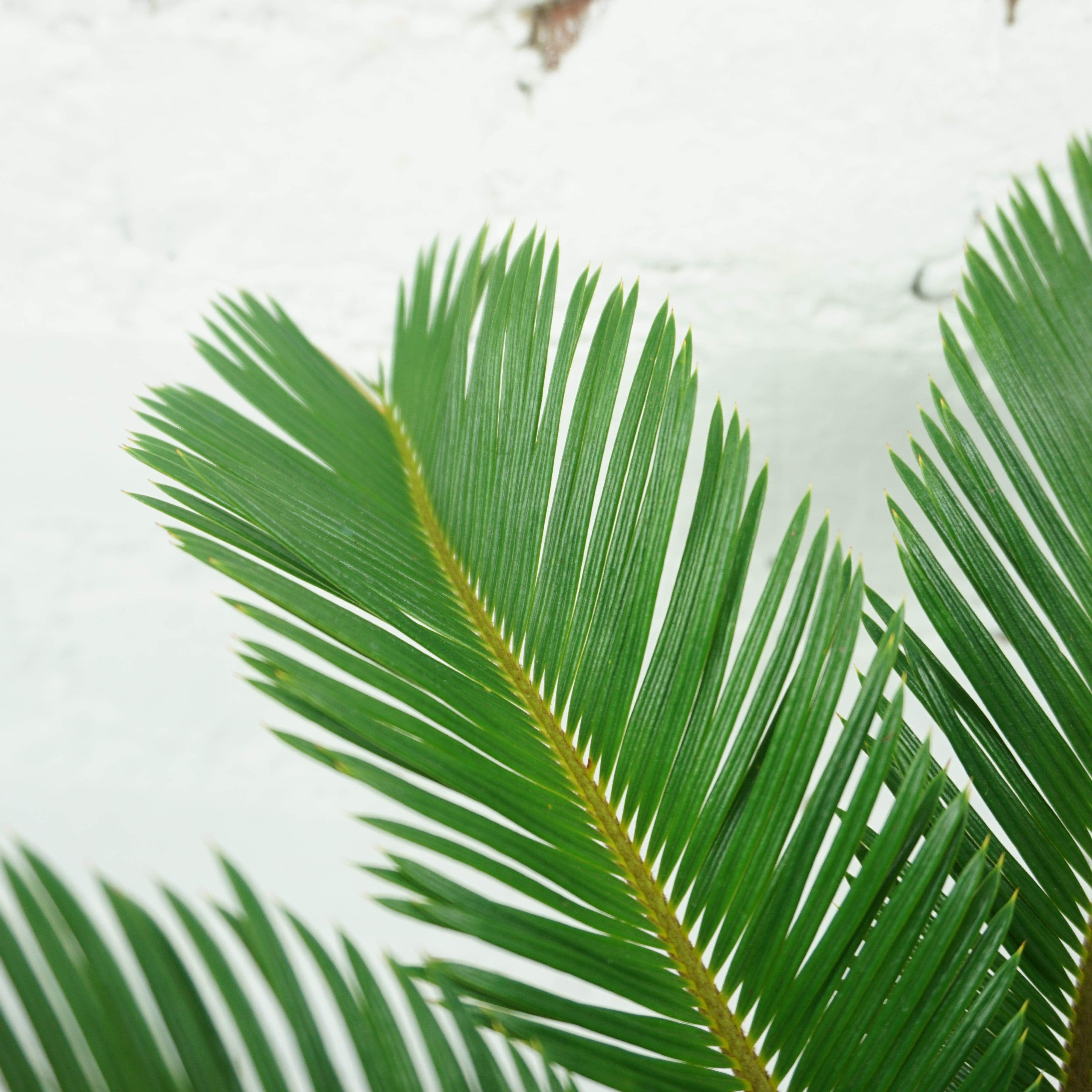 Dahing Plants Sago Palm - Thumbnail 2