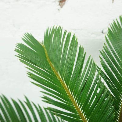 Medium Sago Palm - Pafe Plants 2