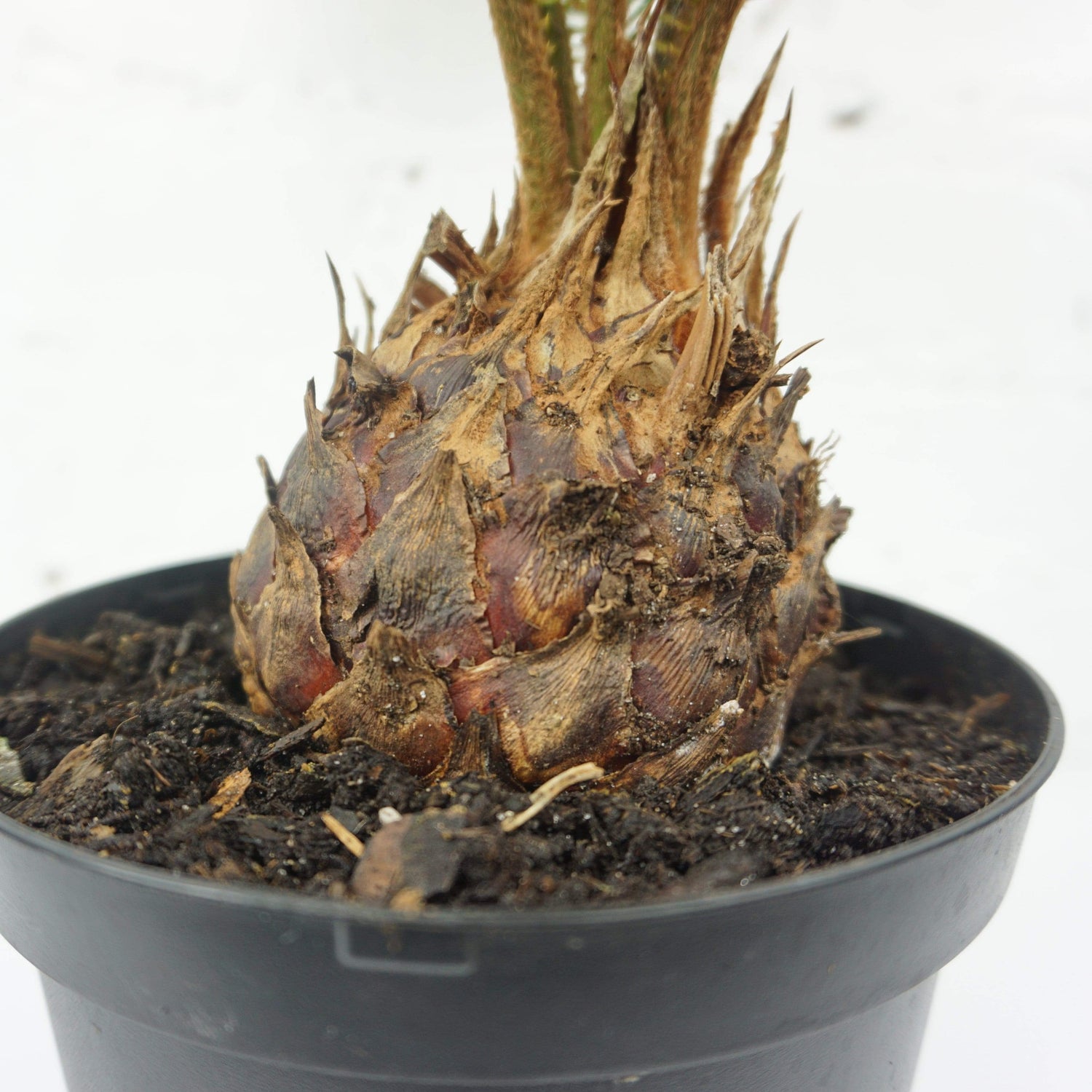 sago palm plants for sale Buy Medium Sago Palm Online | Indoor Palm