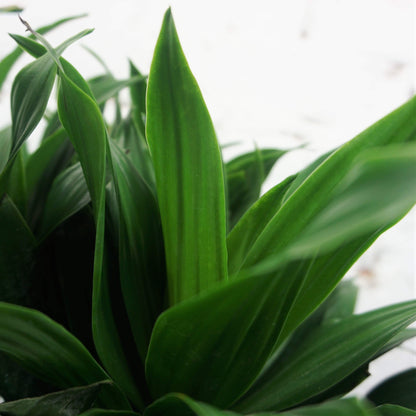 Medium Dracaena &