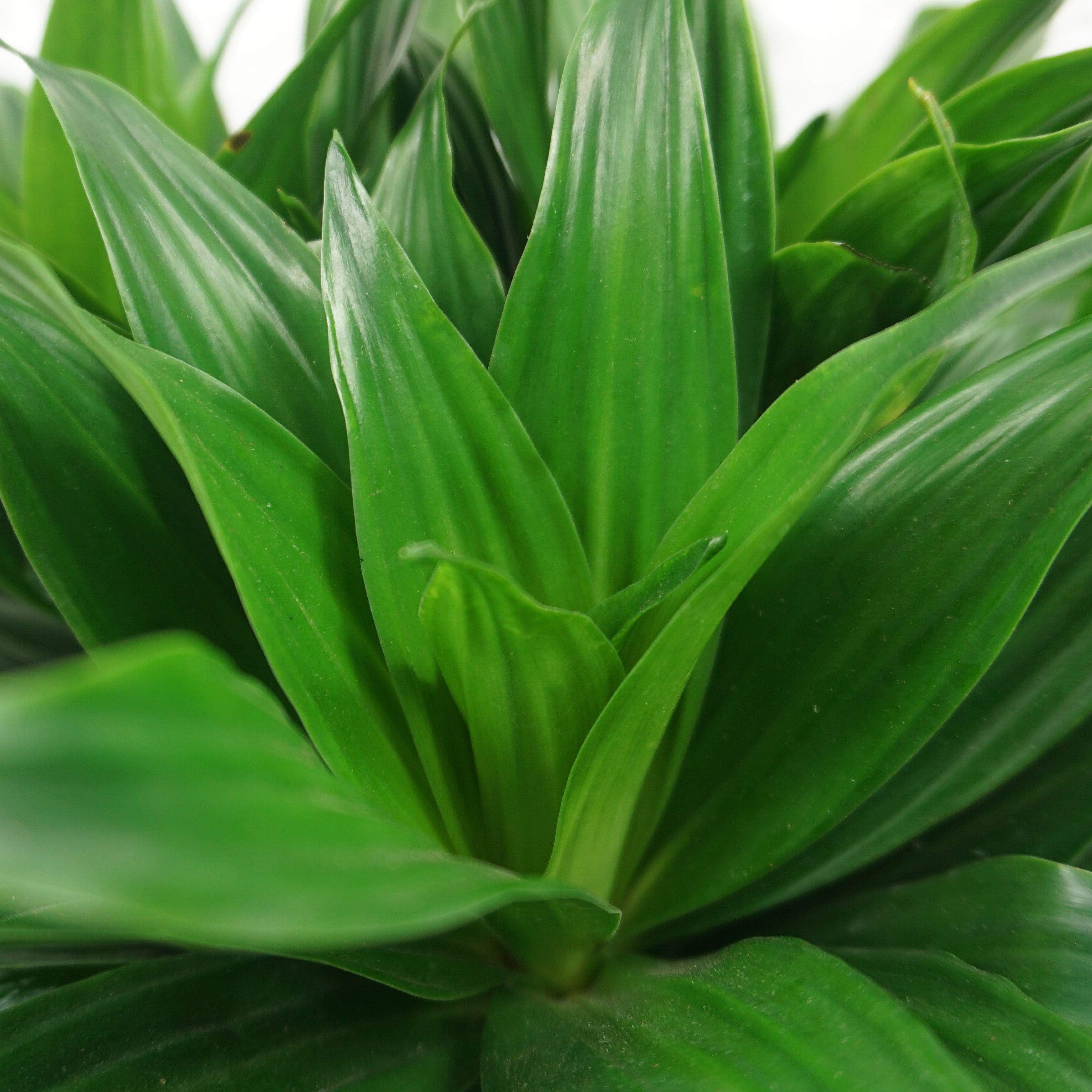 Medium Dracaena &