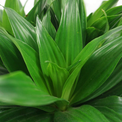Medium Dracaena &