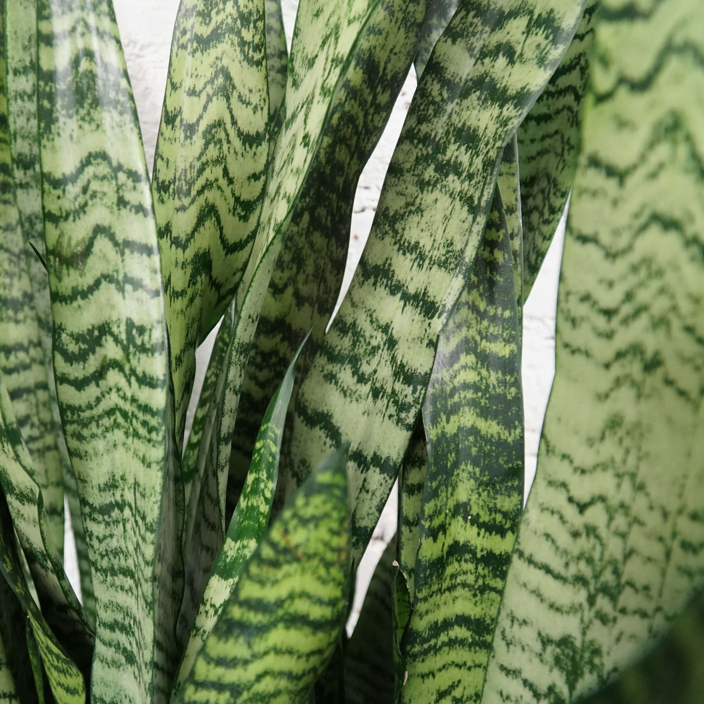 Large Snake Plant (Zeylanica) - Pafe Plants 3