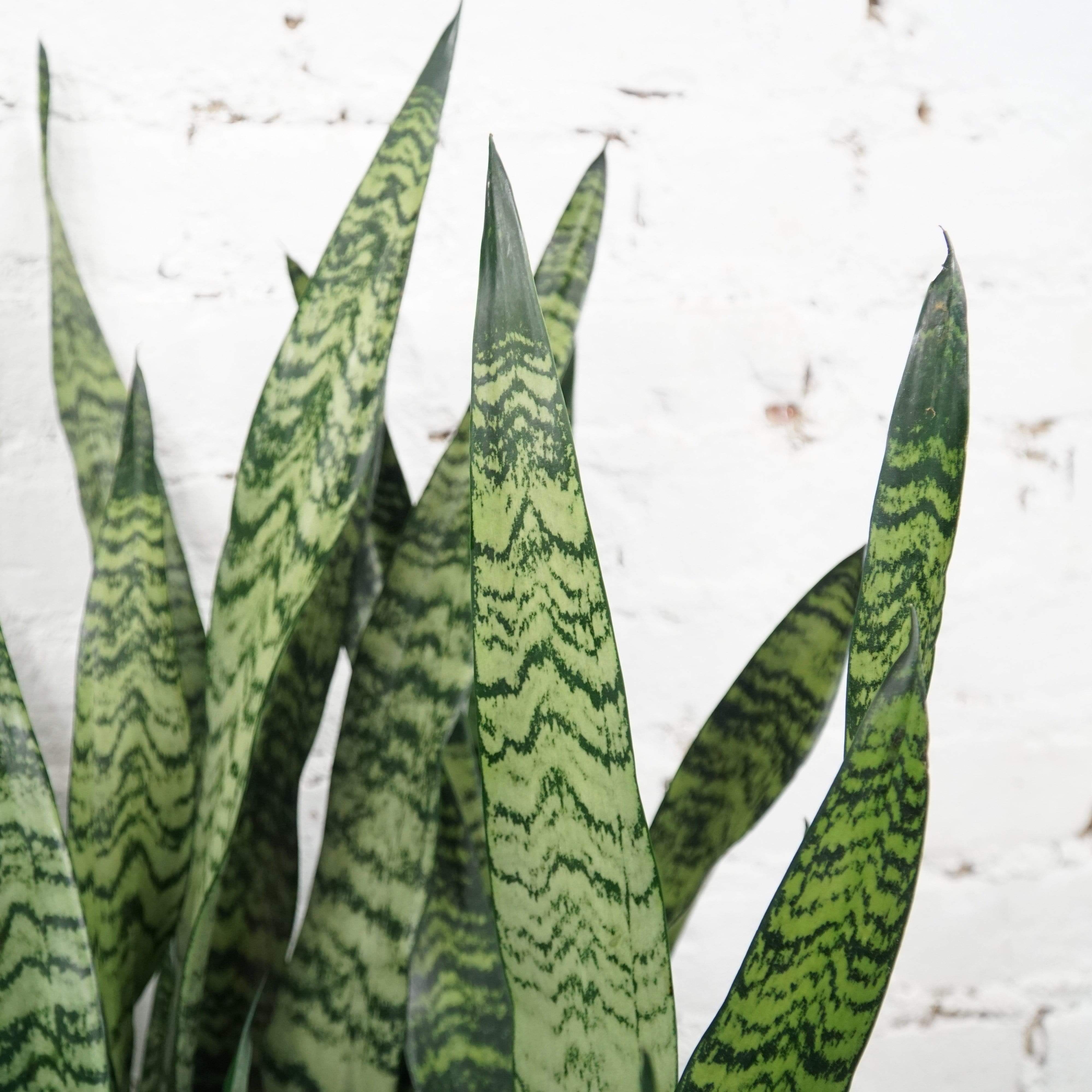 Large Snake Plant (Zeylanica) - Pafe Plants 2