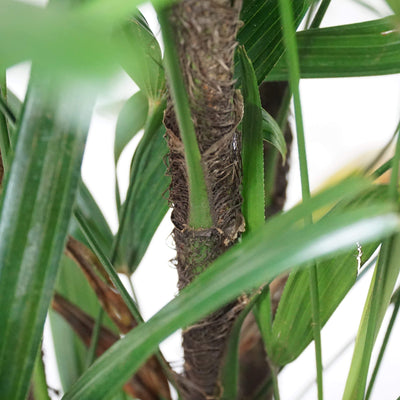 Large Lady Palm - Pafe Plants 3