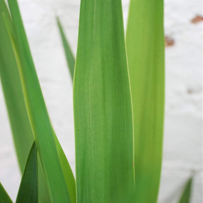 Large Yucca Cane - Pafe Plants