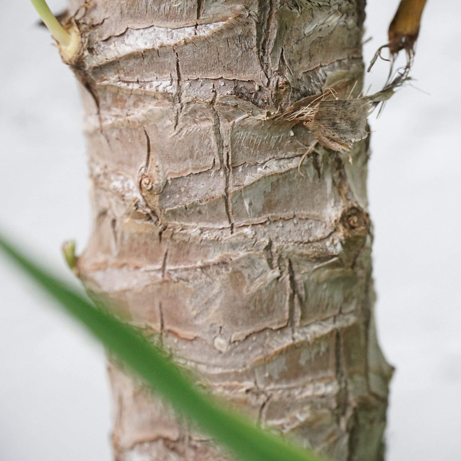Large Yucca Cane - Pafe Plants