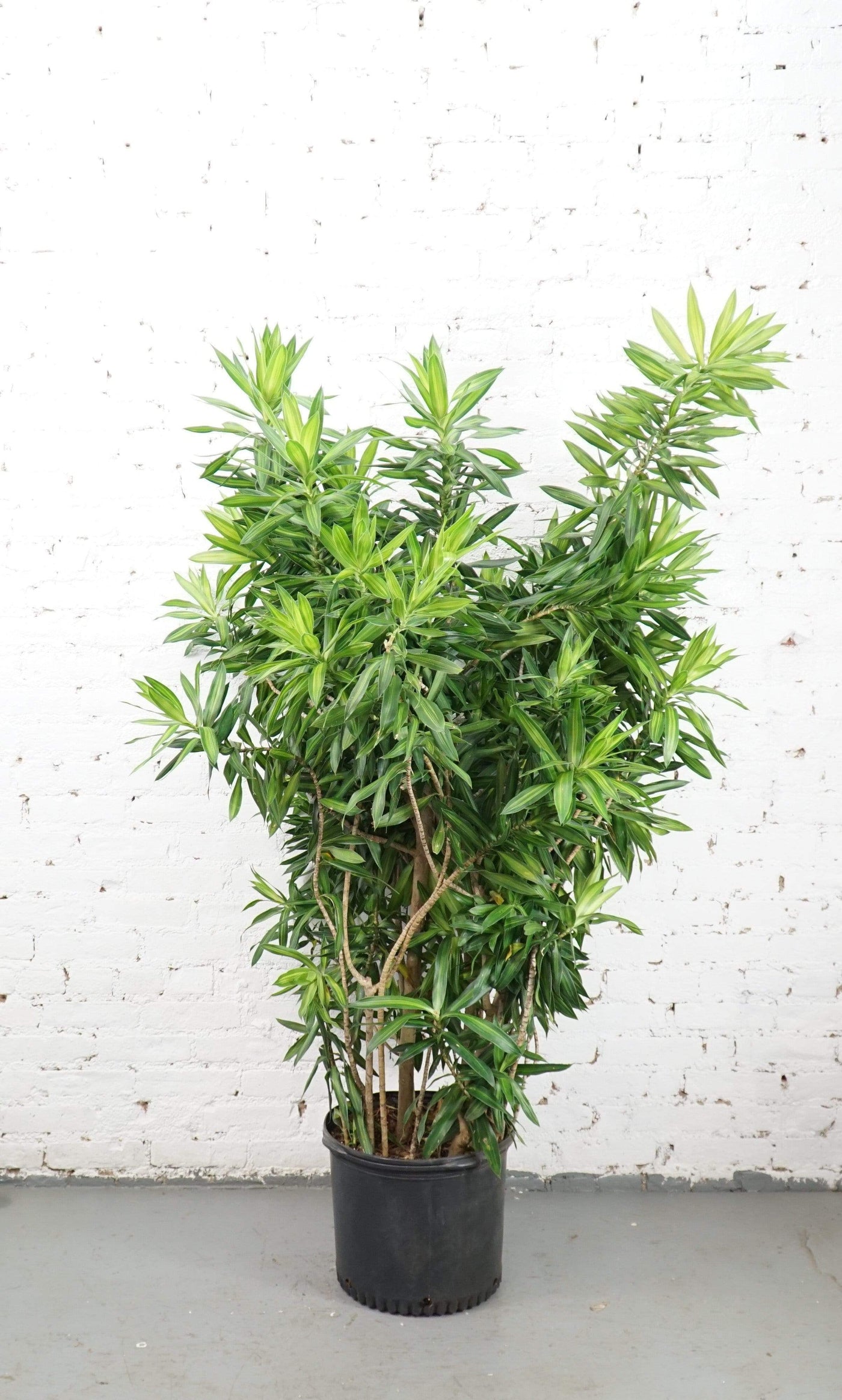 Full Size Dracaena Reflexa - Pafe Plants